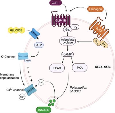 Alpha-cell paracrine signaling in the regulation of beta-cell insulin secretion